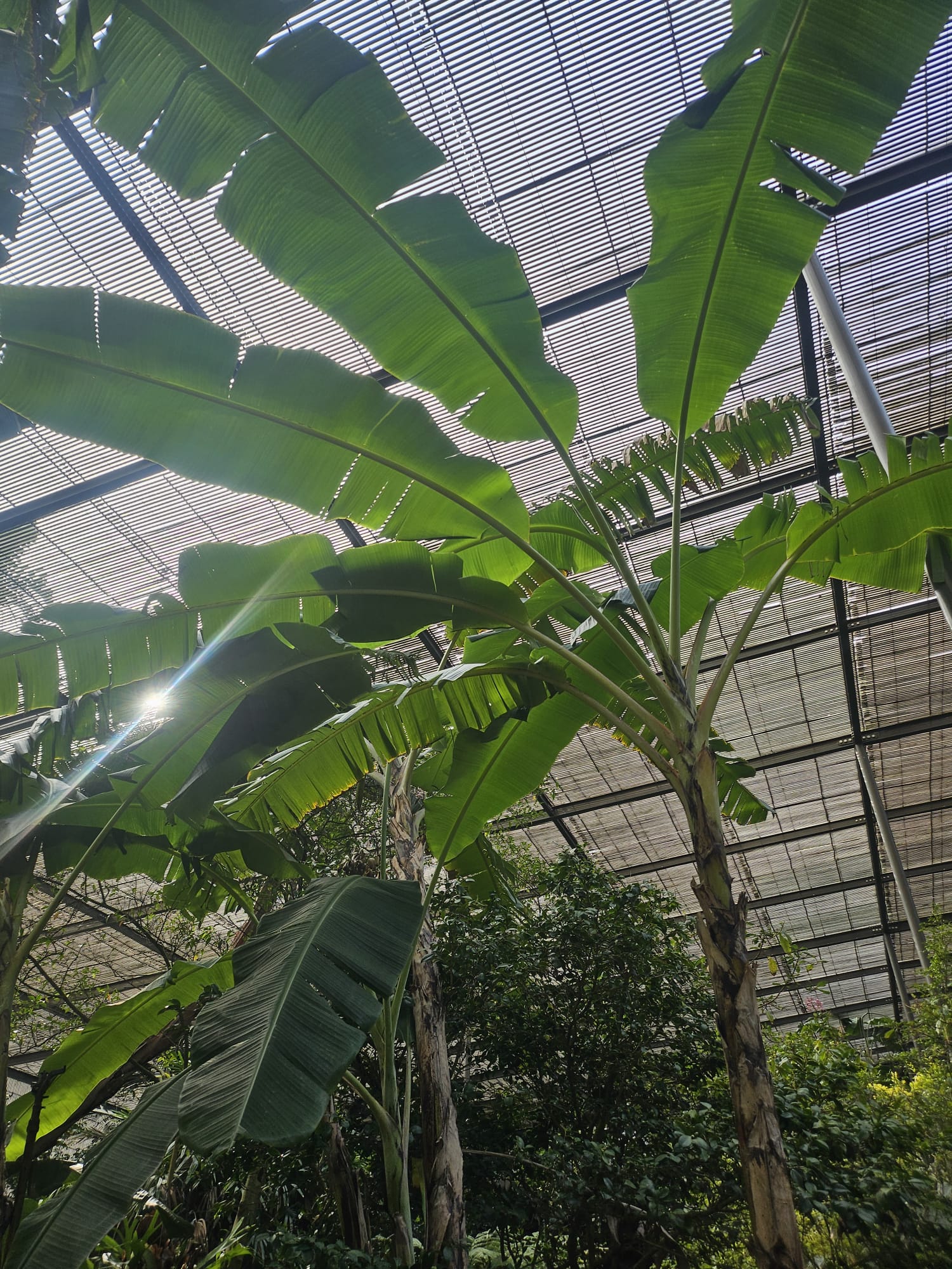 Botanischer Garten Lissabon